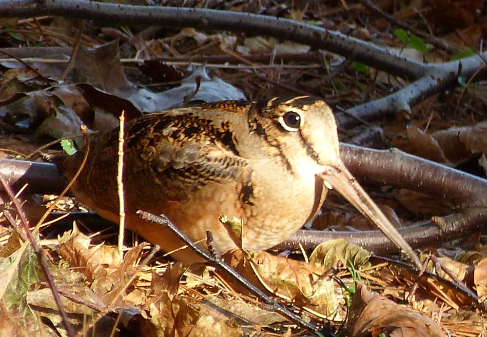 American Woodcock