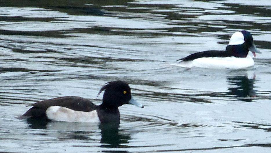 Tufted Duck and Bufflehead